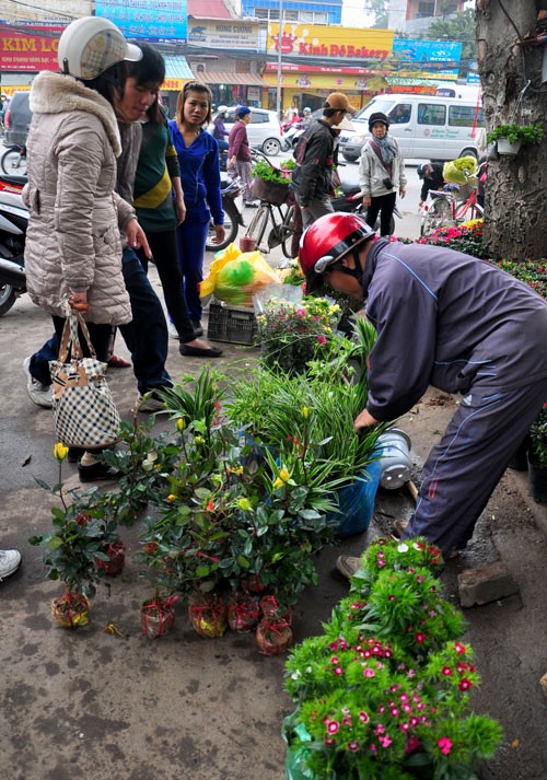 Những người dân mang cây cảnh đến phiên chợ Bưởi bày bán